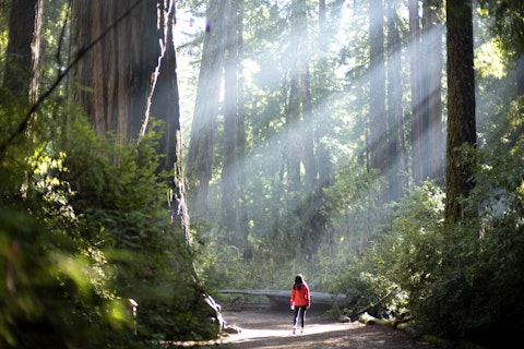 Redwood Forest